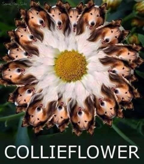 Collie Flower