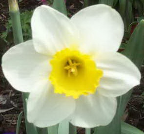 April is Daffodil month    