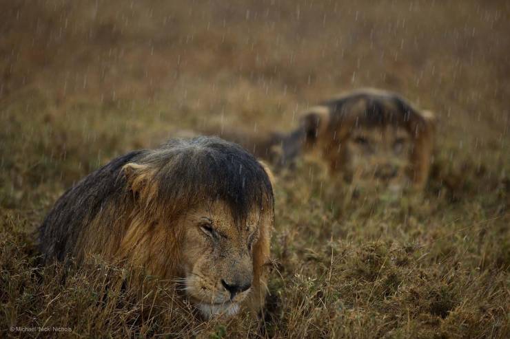 Lions in Rain