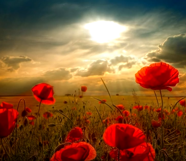 Poppies With Rays of Sunshine and Hope