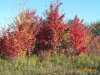 Lions Fall Colours