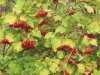 Red Berries Fall